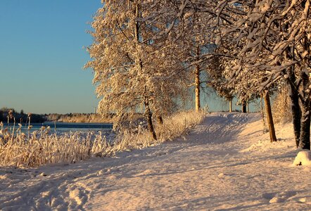winter trees on snow photo