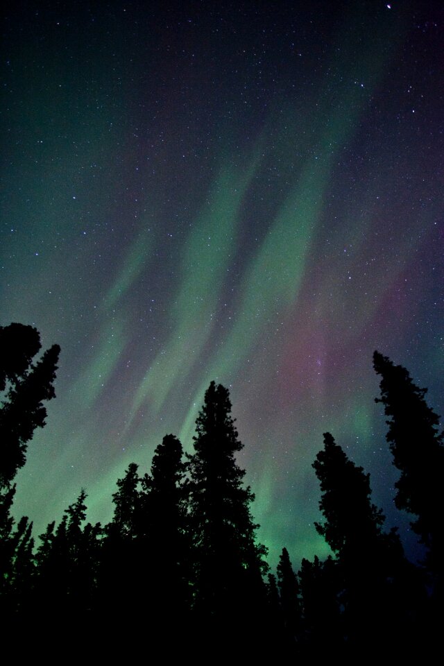 Aurora Over the Trees
