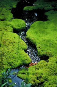 Moss and horsetail grow alongside a tiny stream photo