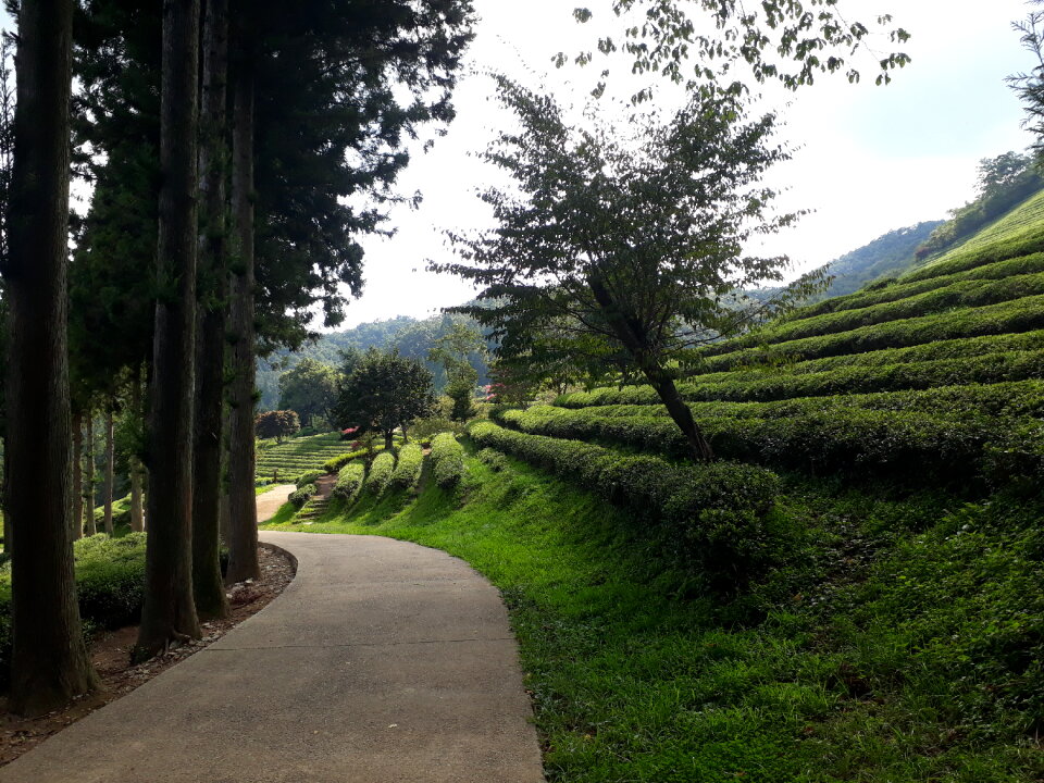 Boseong Green Tea Fields
