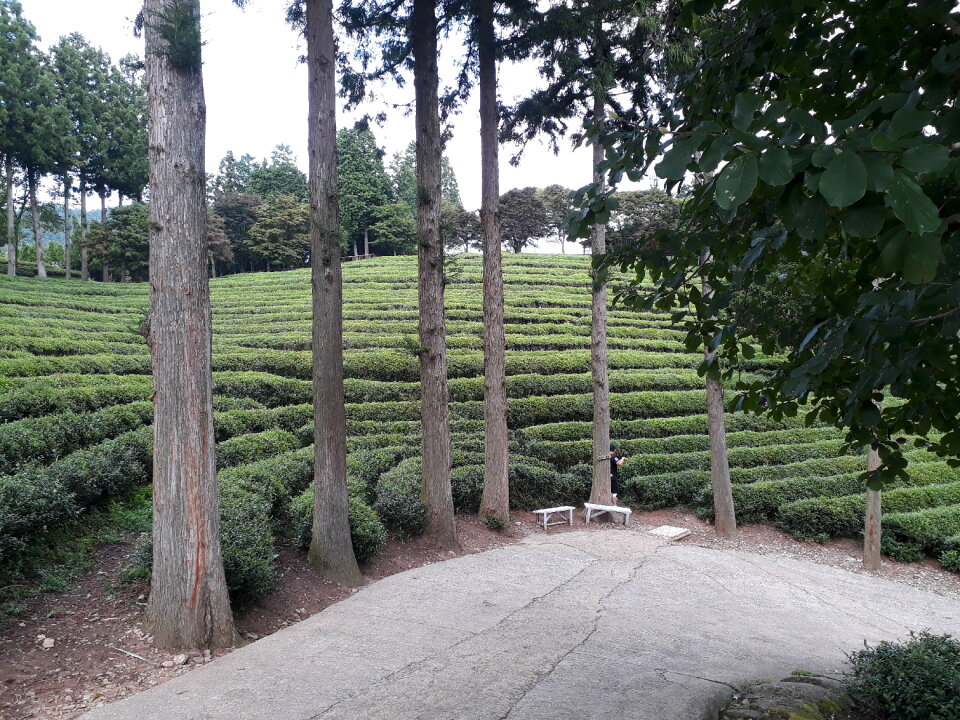 Boseong Green Tea Fields