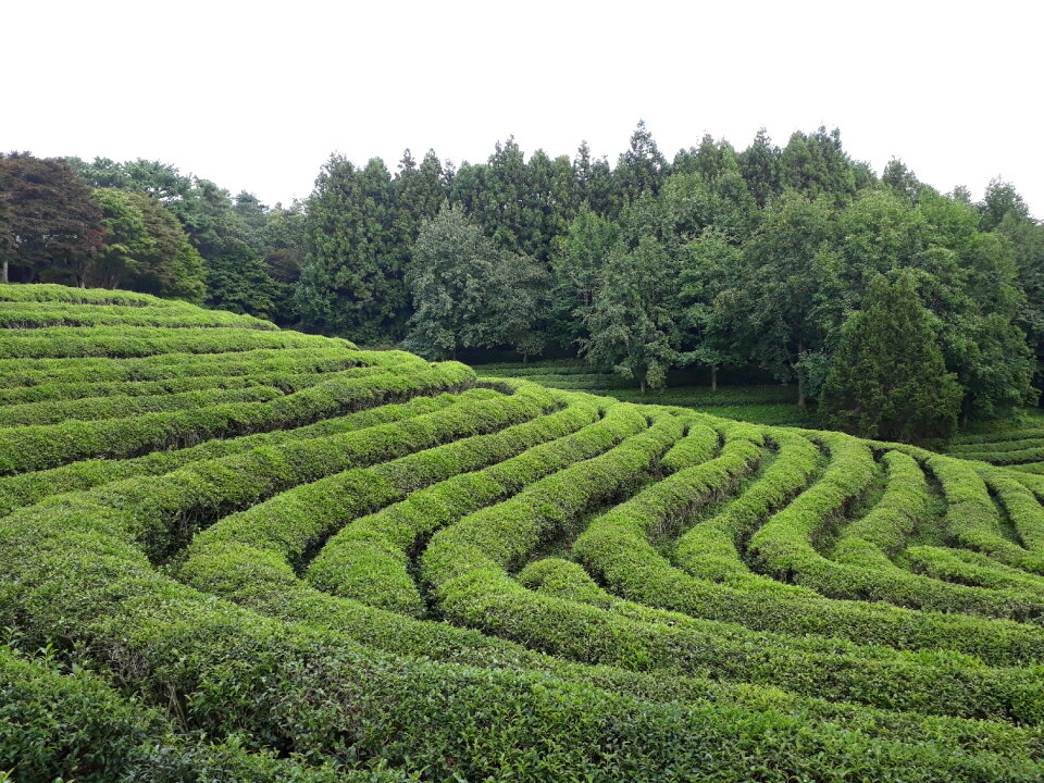 Boseong Green Tea Fields
