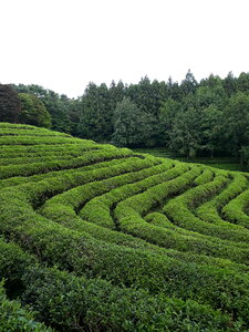 Boseong Green Tea Fields