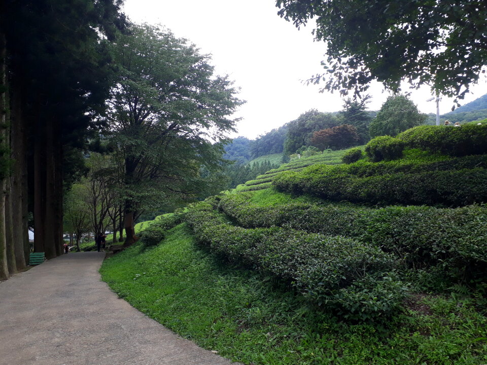Boseong Green Tea Fields