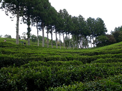 Boseong Green Tea Fields