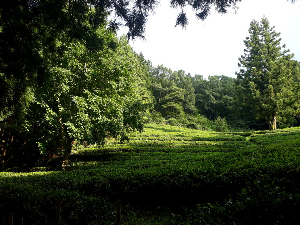Boseong Green Tea Fields