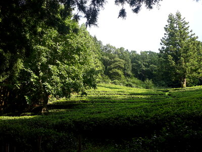 Boseong Green Tea Fields