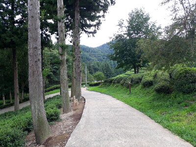 Boseong Green Tea Fields