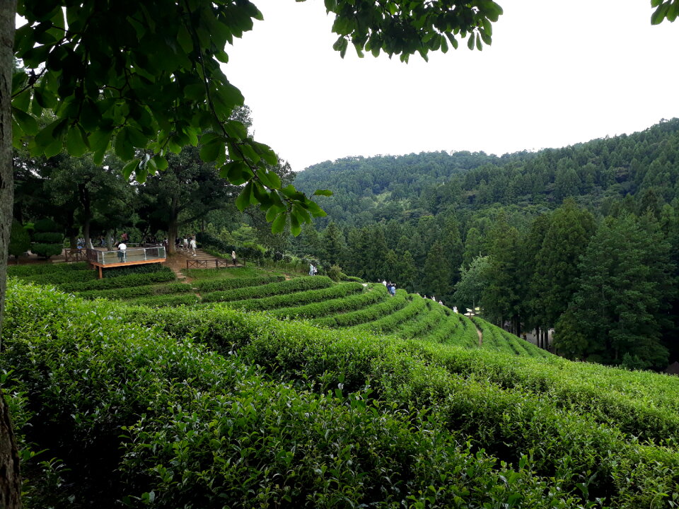 Boseong Green Tea Fields- Daehan Dawon Tea Plantation