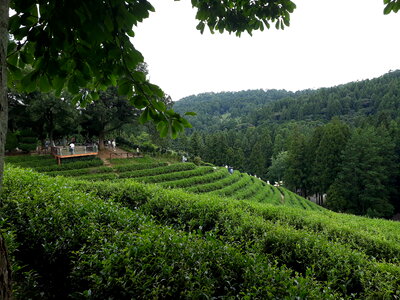 Boseong Green Tea Fields- Daehan Dawon Tea Plantation photo