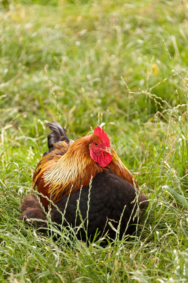 Bird chicken cock
