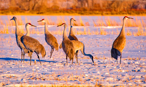 Sandhill Crane Pair in Snow