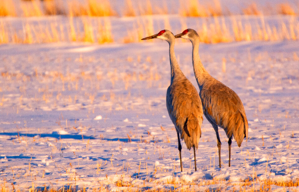 Sandhill Crane Pair in Snow