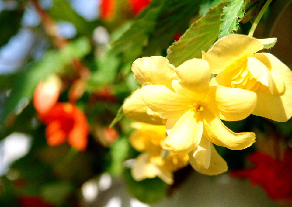 Yellow flowers blossoming in spring time, natural background