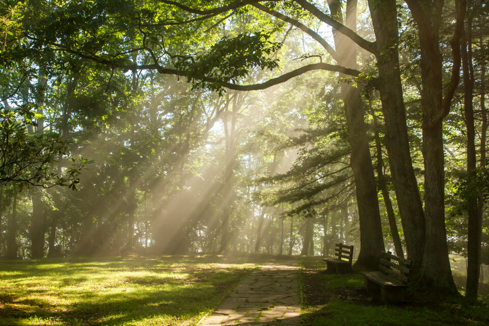 Sunlight shines through the trees