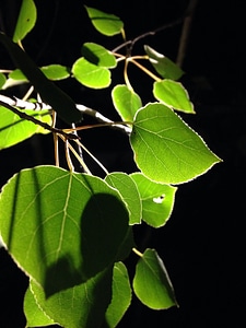 Leaf dark green black leaf