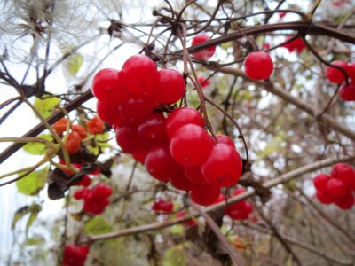 European Cranberrybush, Viburnum opulus,
