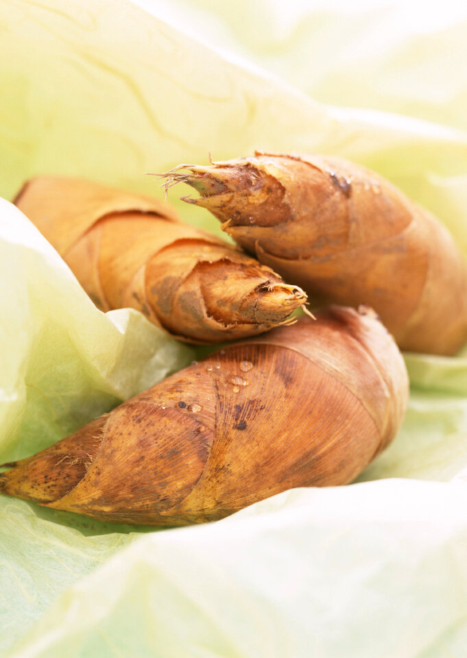 Bamboo shoot on paper