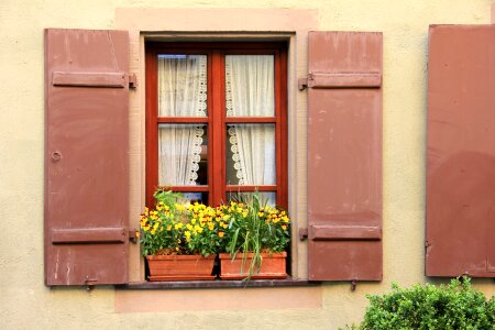 pot plants on a window sill photo
