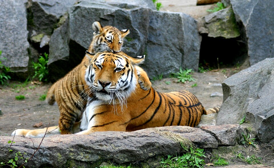 Tigers in Berlin Tierpark