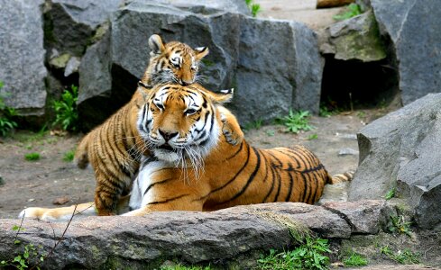Tigers in Berlin Tierpark photo
