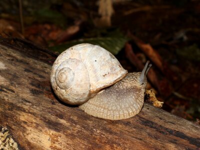 Helix pomatia, Edible snail, Burgundy snail