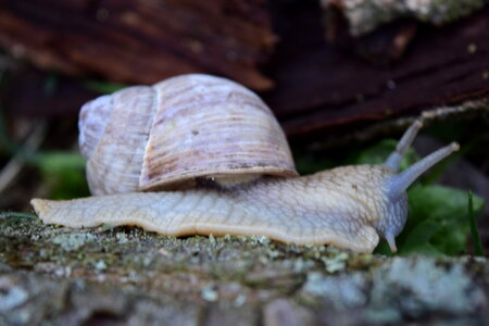 snail