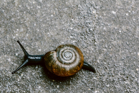 snail on the road photo