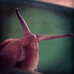 snail