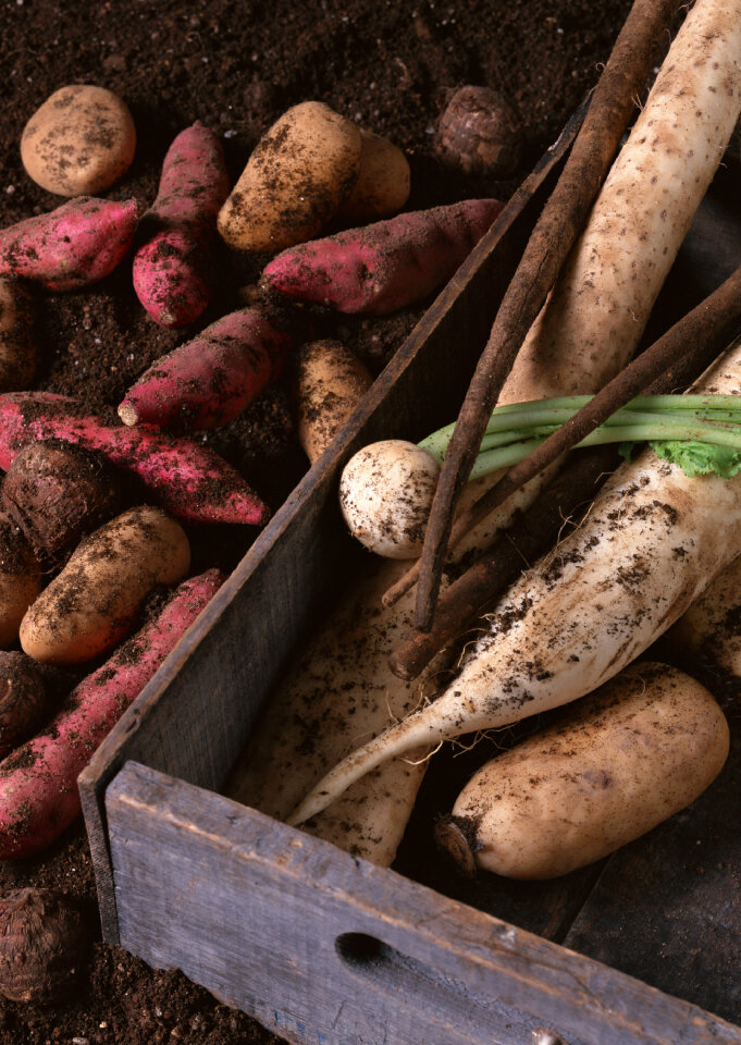 Fresh radishes potatoes and sweet potatoes on the table.