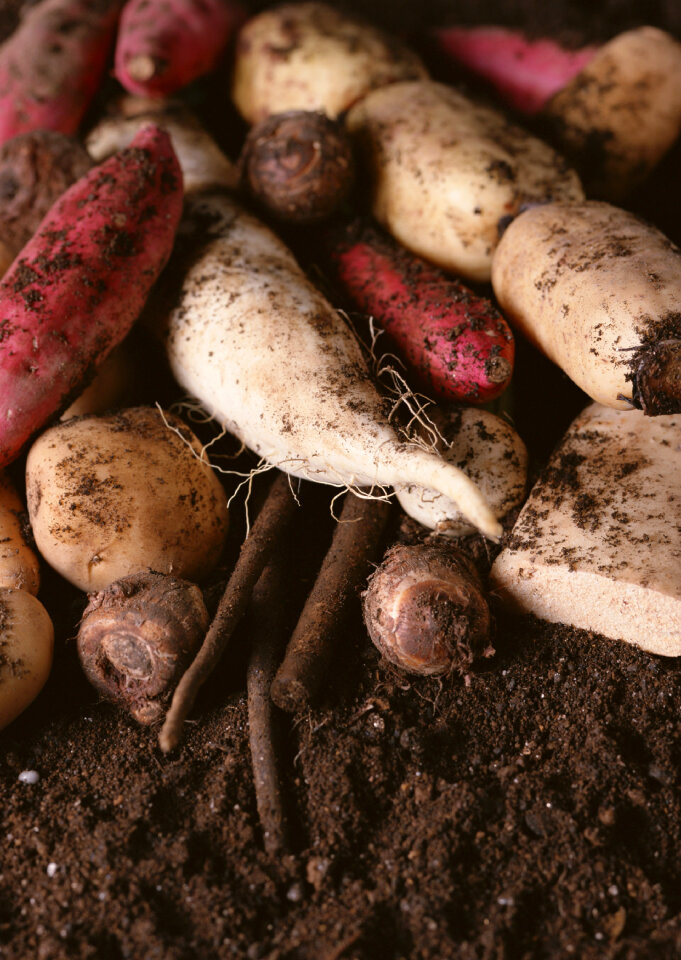 Fresh radishes potatoes and sweet potatoes on soil