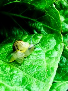 Snail on a leaf photo