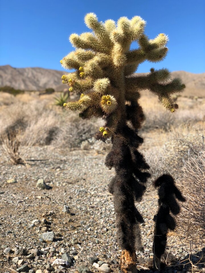 Cactus in the Palm Springs-South Coast Field