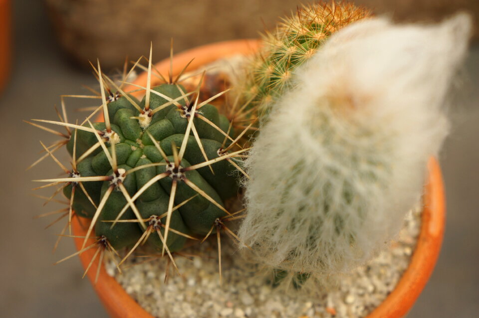 cactus with flower cactus in a pot