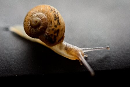 Snail Achatina on a dark background.