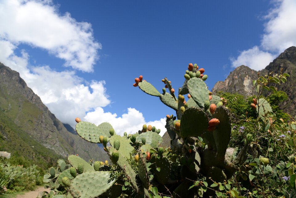 A cactus growing on a stone wall