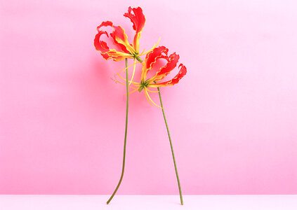 Red flowers isolated over pink background