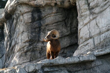 Ram Canada Animals Wildlife Horn Sheep Mountain photo