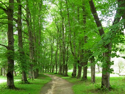 beautiful green forest photo
