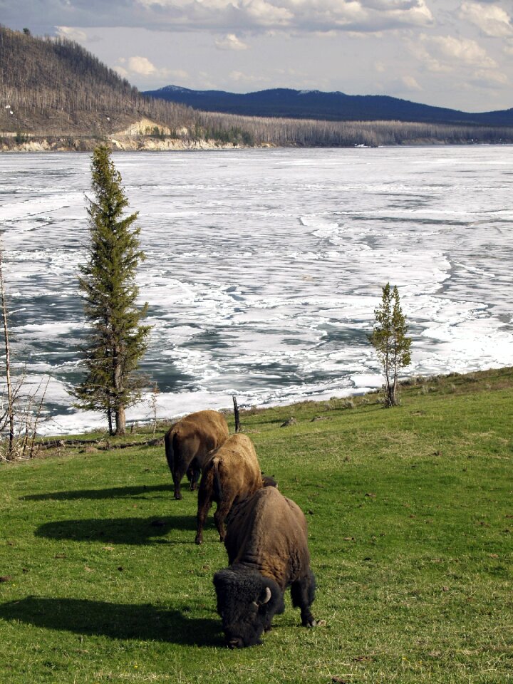 Herd of American Bison Yellowstone National Park