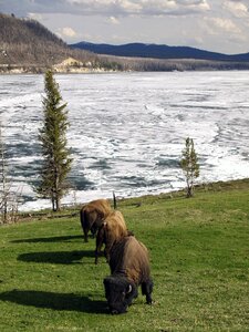 Herd of American Bison Yellowstone National Park