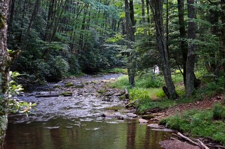 Dolly Sods Beautiful Stream Forest WV photo