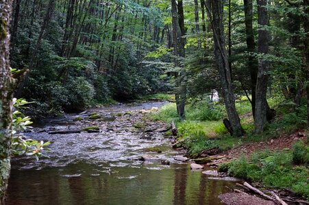 Dolly Sods Beautiful Stream Forest WV