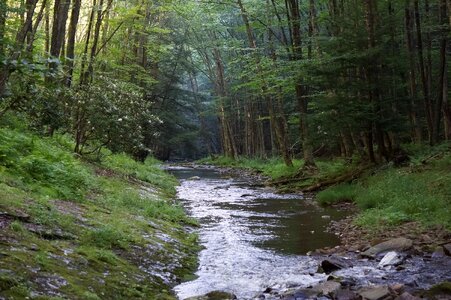 Dolly Sods Beautiful Stream Forest WV
