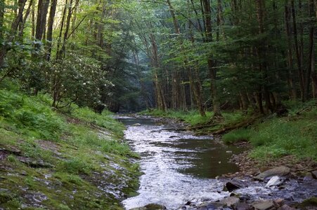 Dolly Sods Beautiful Stream Forest WV photo