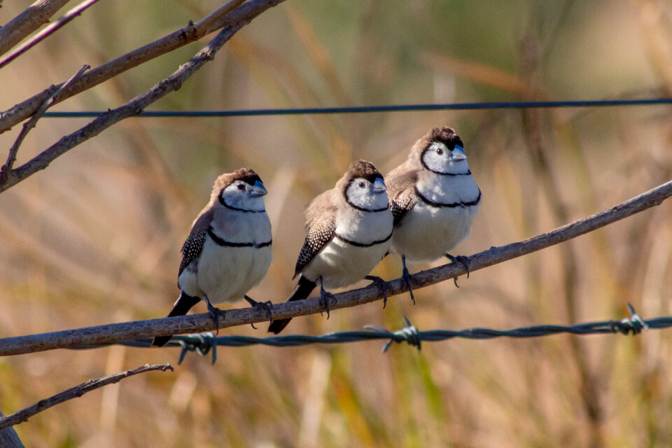 Three Birds on branch