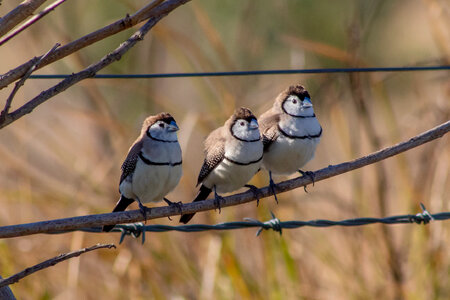 Three Birds on branch