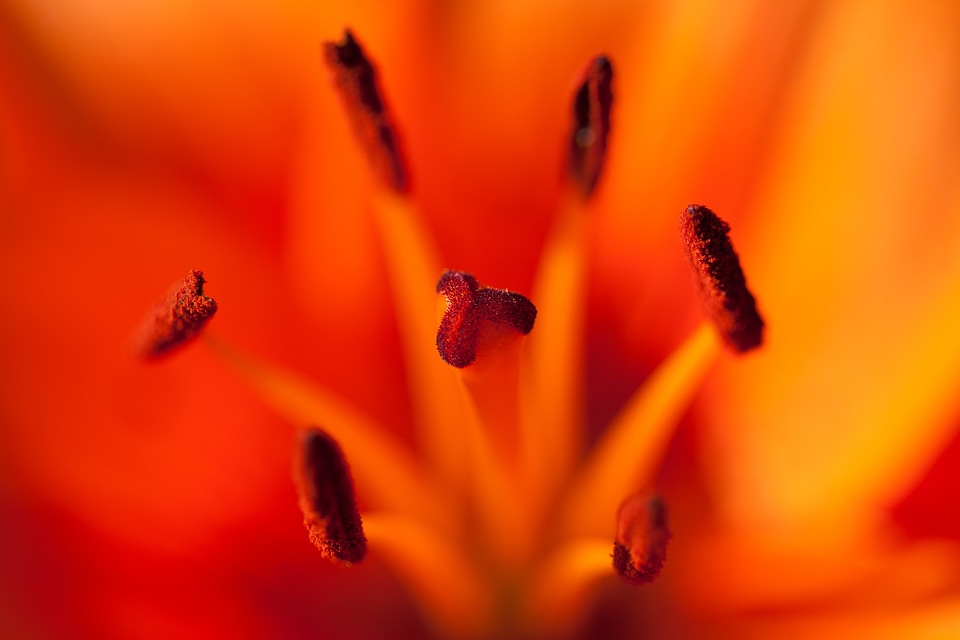 Flora floral flower