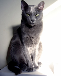 Male adult domestic