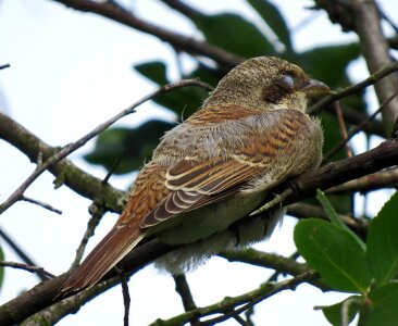 Red-backed Shrike - Lanius collurio
